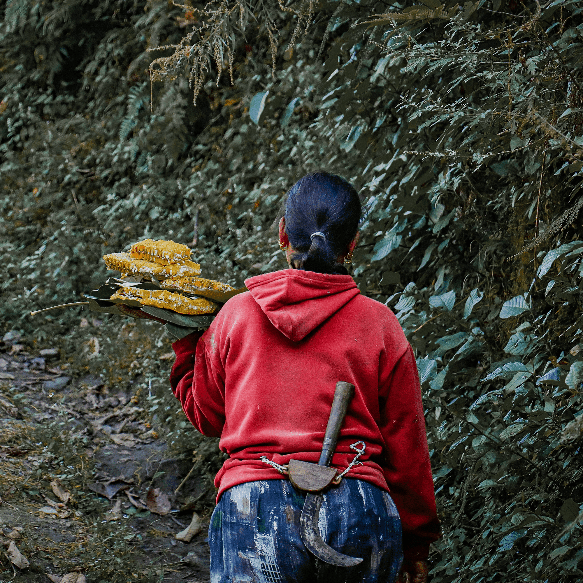 Woman carrying honeycombs in forest