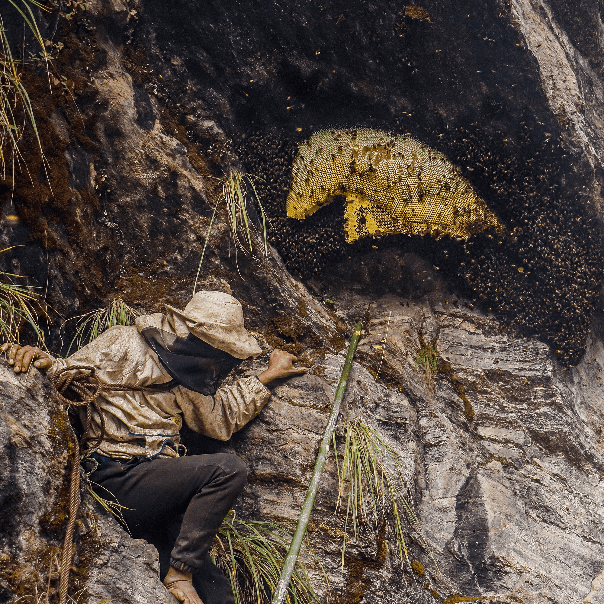 honey hunter going down a honeycomb spot