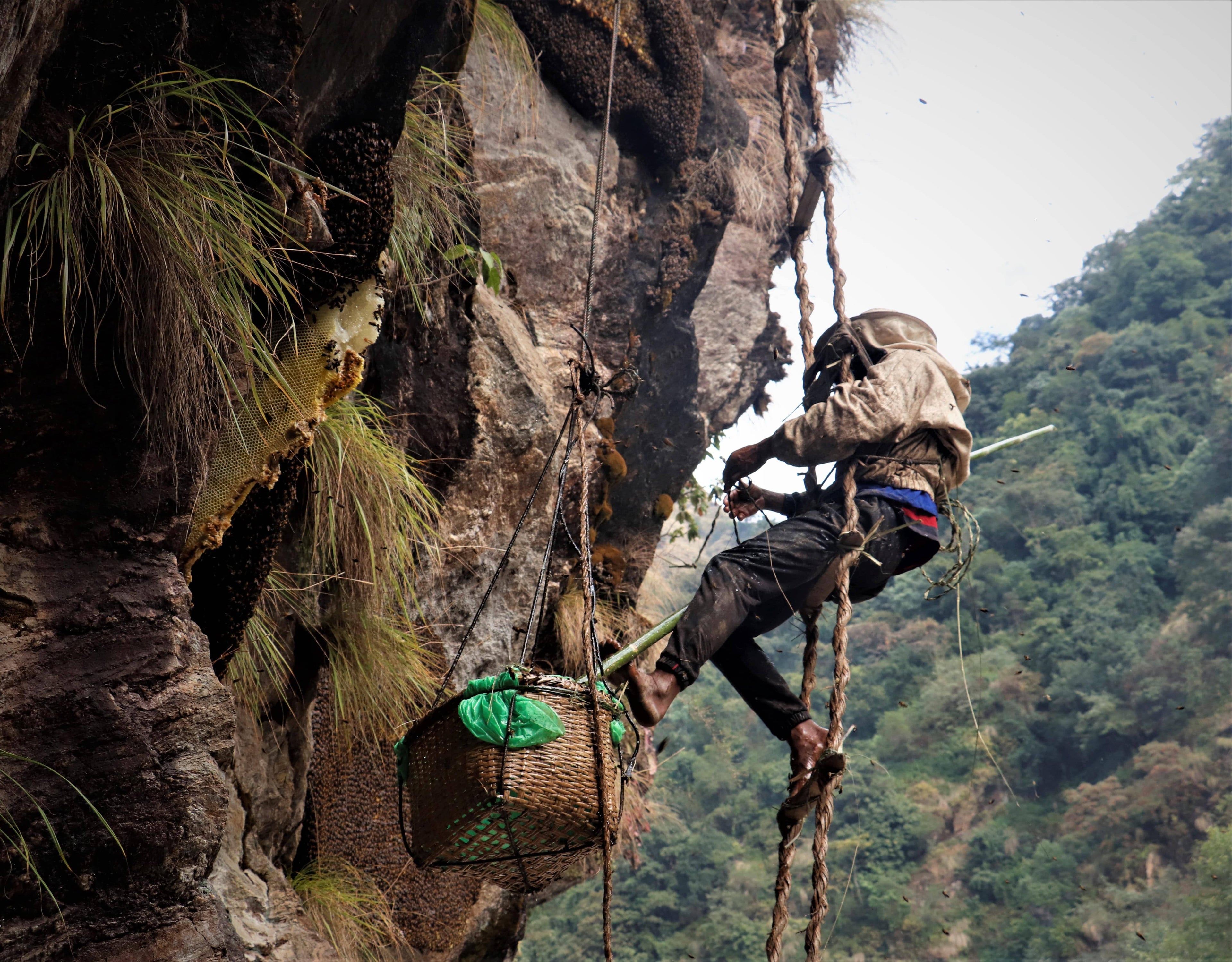 Man collecting honey on a cliffside
