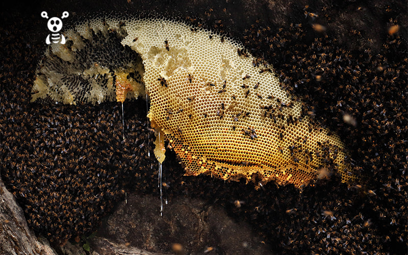 Giant beehive for medicinal benefits