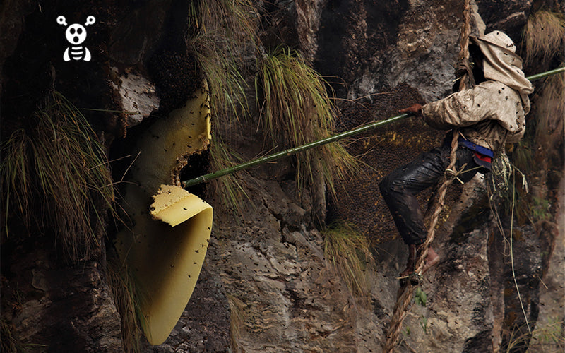 The Mad Honey Hunter in Nepal