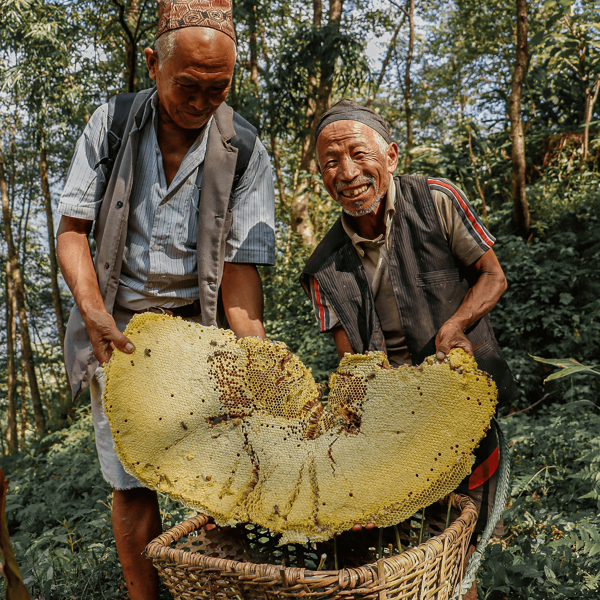 Two male honey hunters holding a large honeycomb in forest