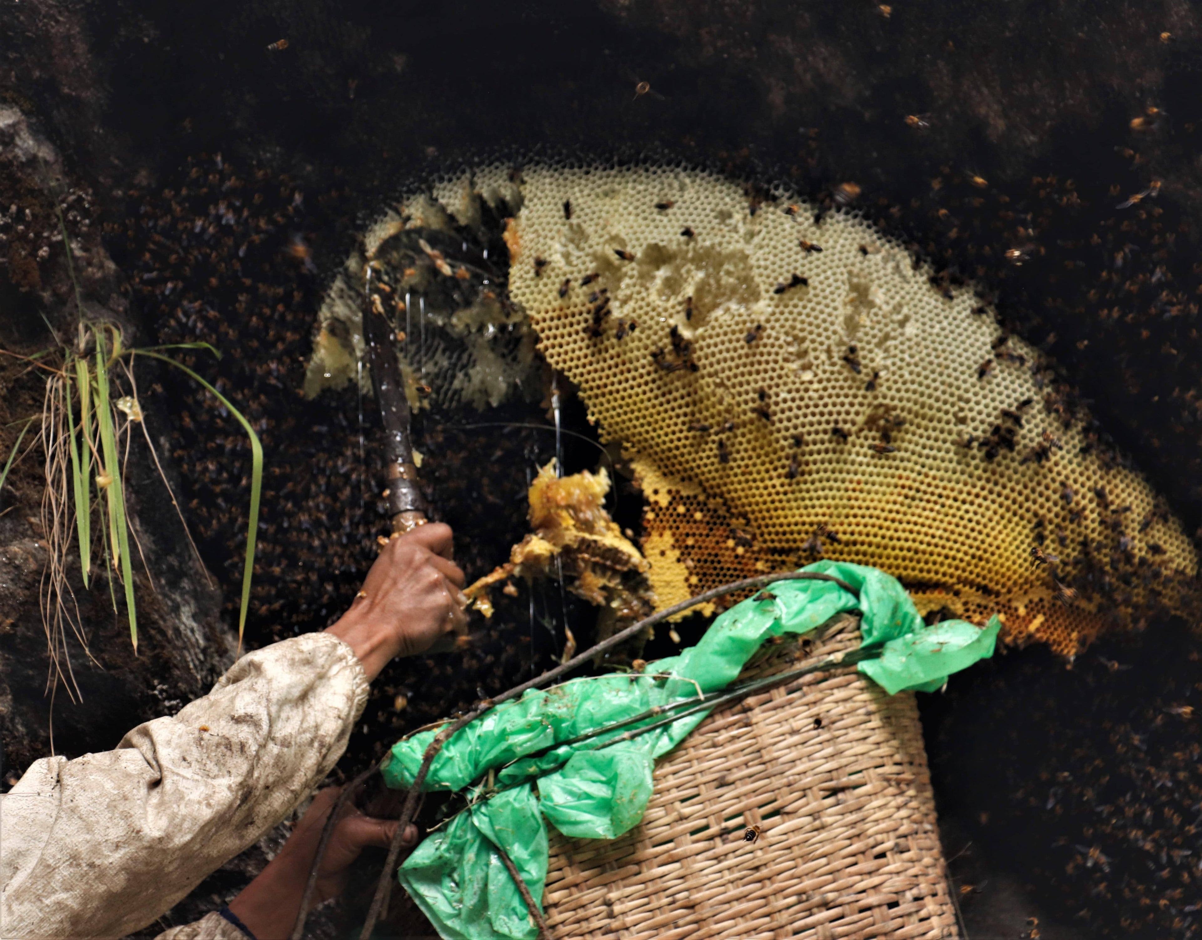 Man harvesting honey from large beehive